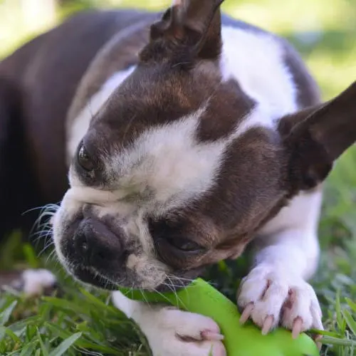 Rogz Dabone Chew Toy – Medium Size For Dogs 1